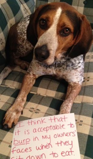 Bad Dogs With Naughty And Stupid Habits