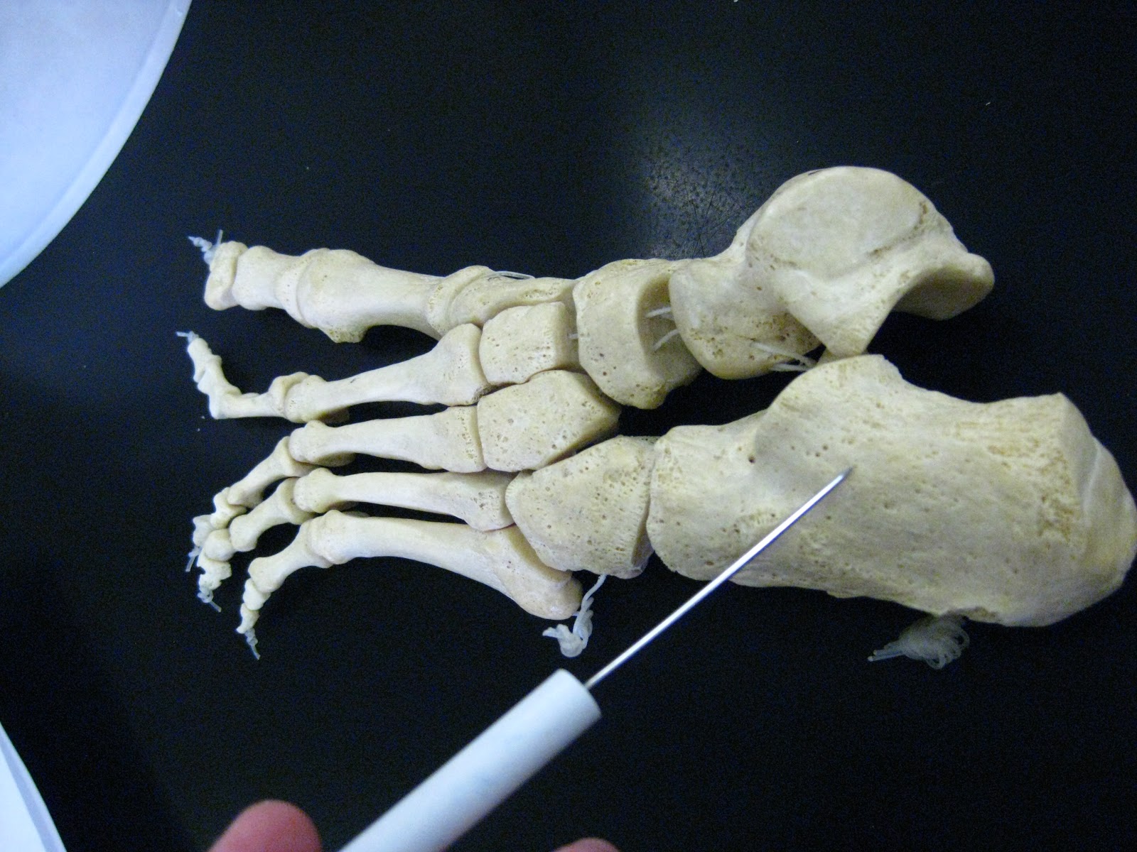 Boned: Human Skeleton - foot