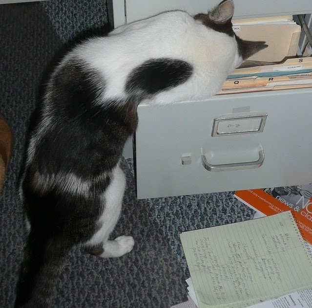 paper bag & string 10 Busy Office Cats Do Some Filing Workday Tuesday
