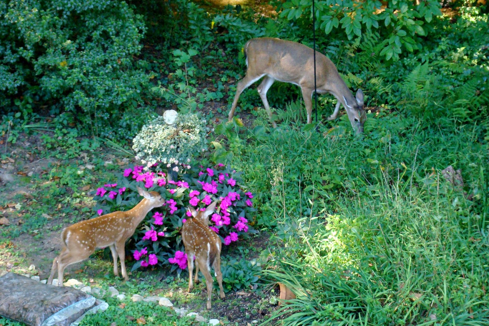 in the hills of North Carolina Deer pets