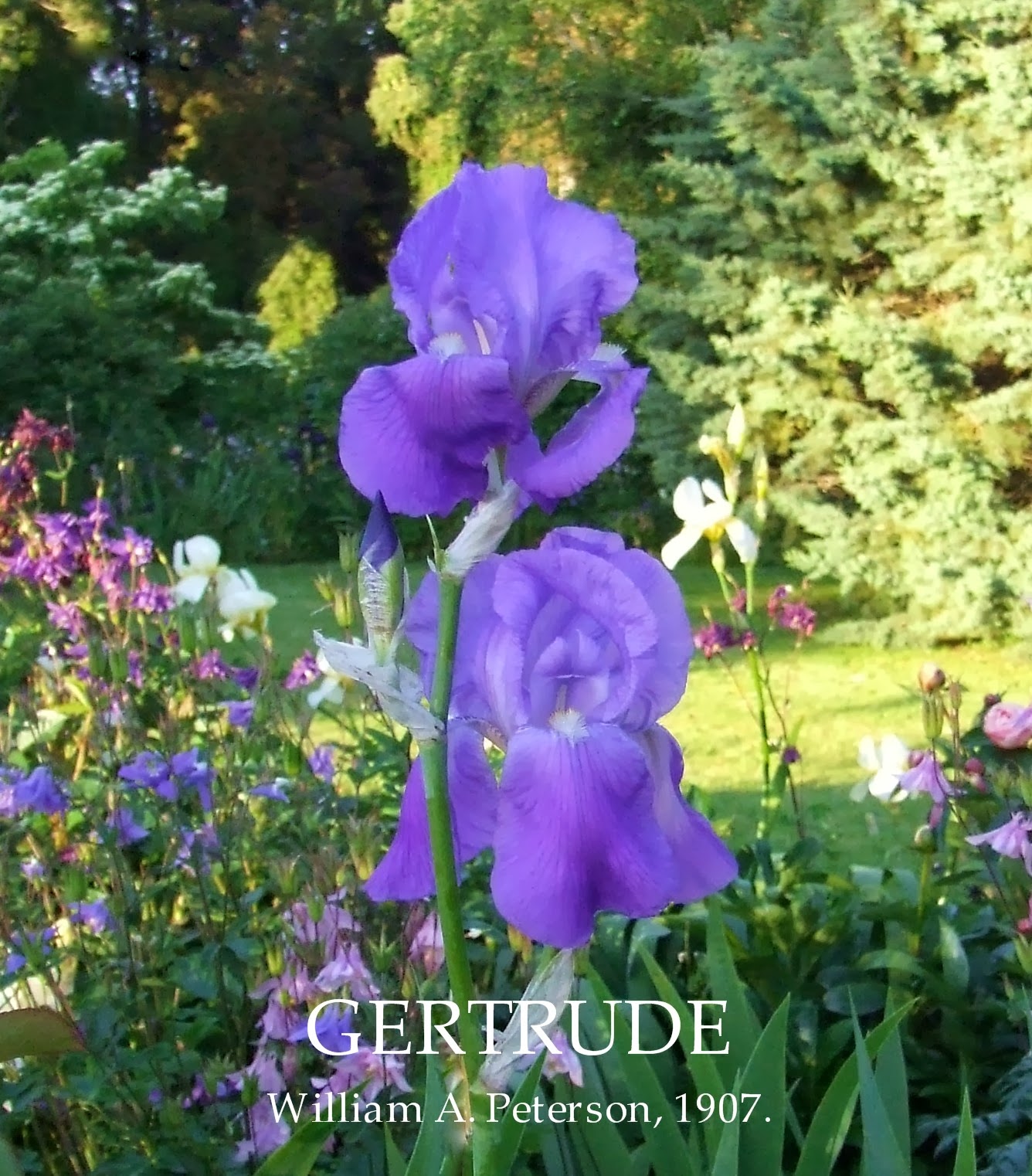ABOUT IRIS, John Thorpe HERITAGE IRISES