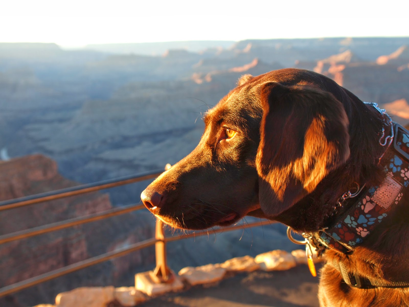 Our Service Dog, Sherly, at the Grand Canyon