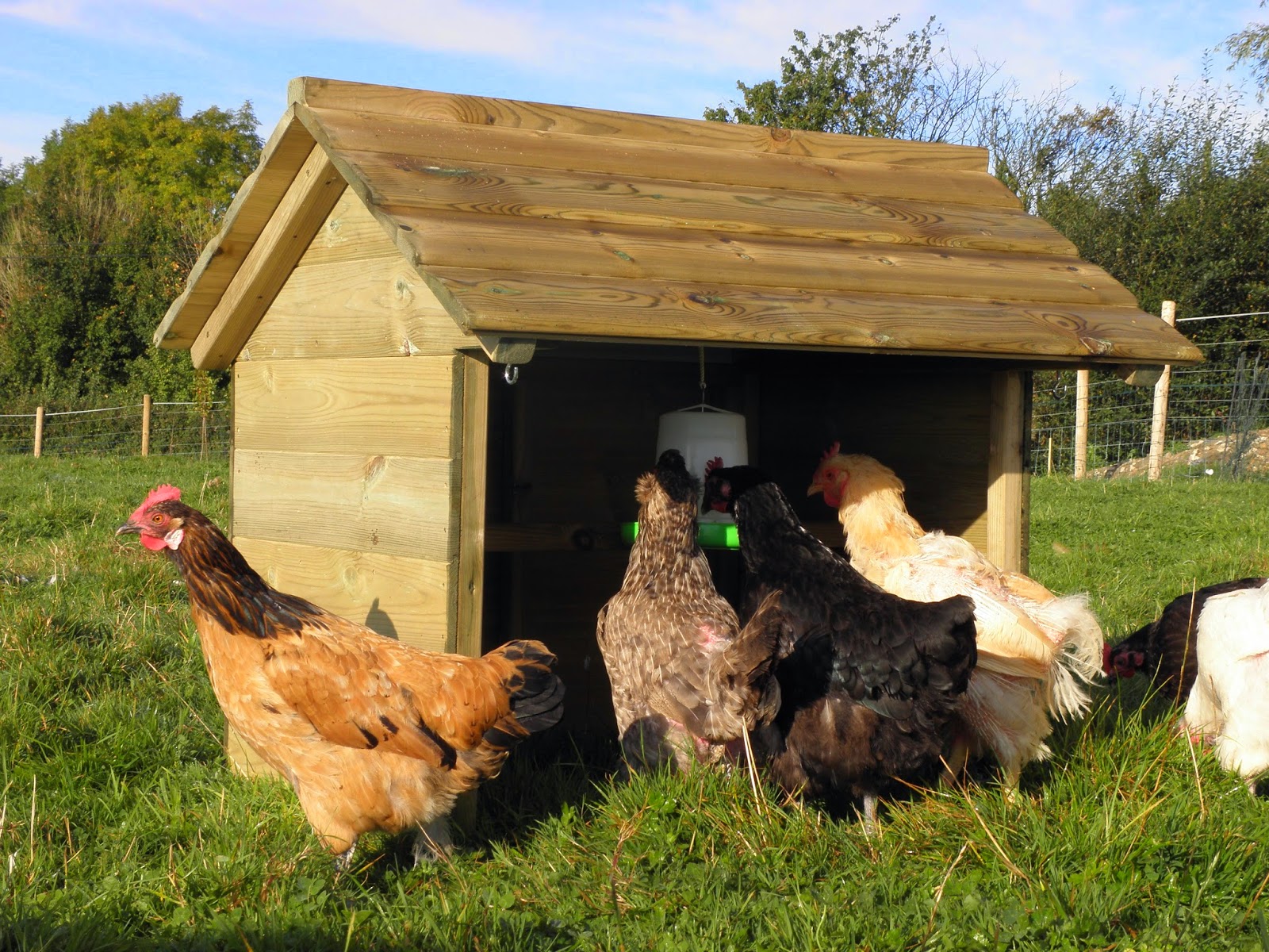 Chicken Shelters Providing shade for hens in hot weather