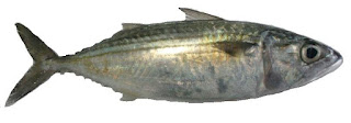 Rastrelliger kanagurta Rastrelliger kanagurta