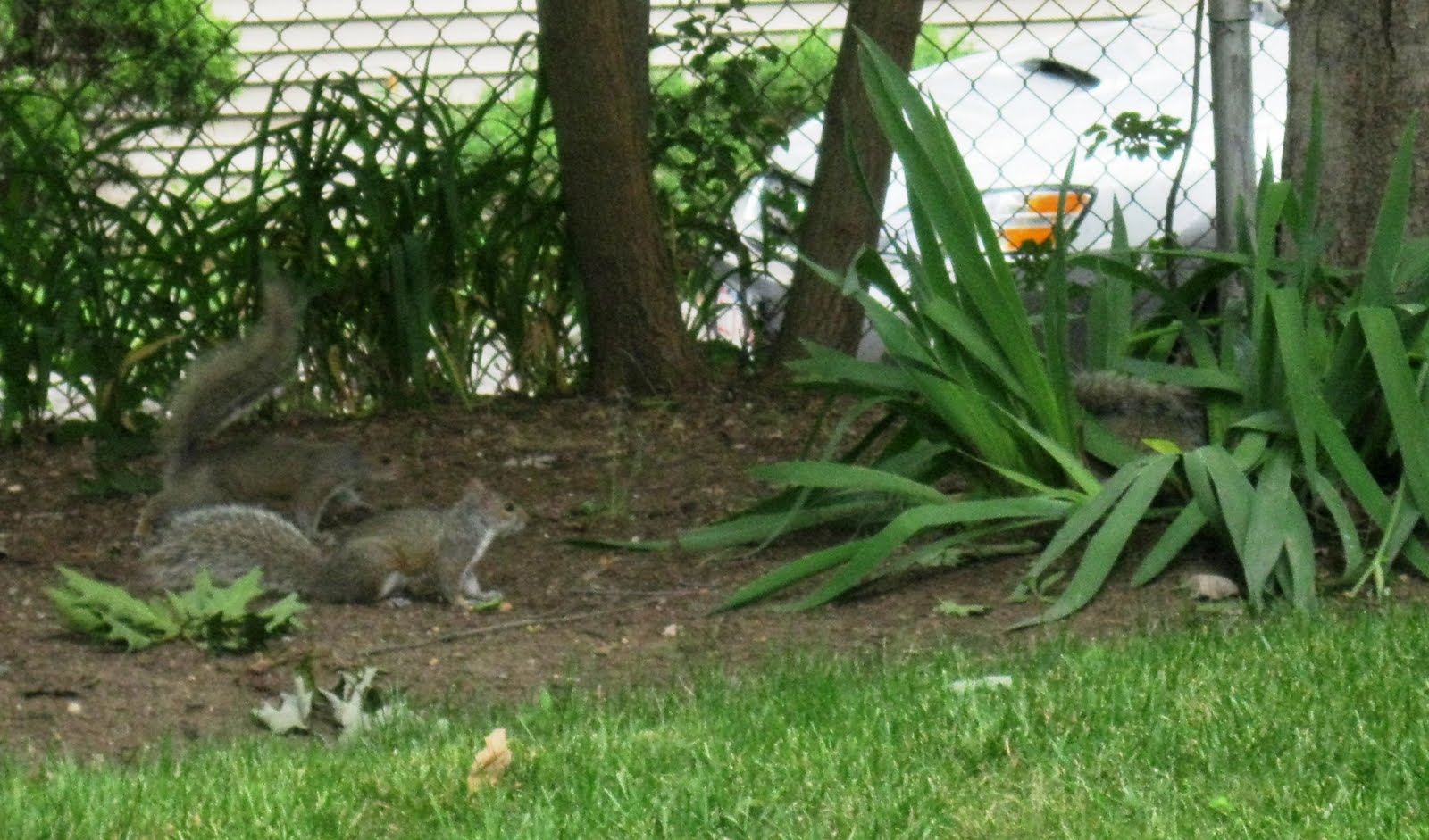 Sister Sarah's Excellent Adventure squirrel recess