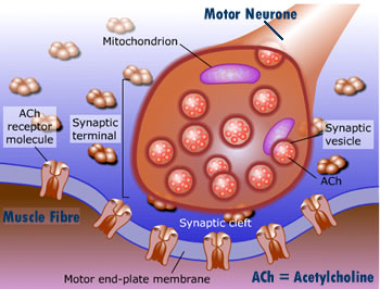 Pharmacological Blog Neurotransmission At Adrenergic Neurons