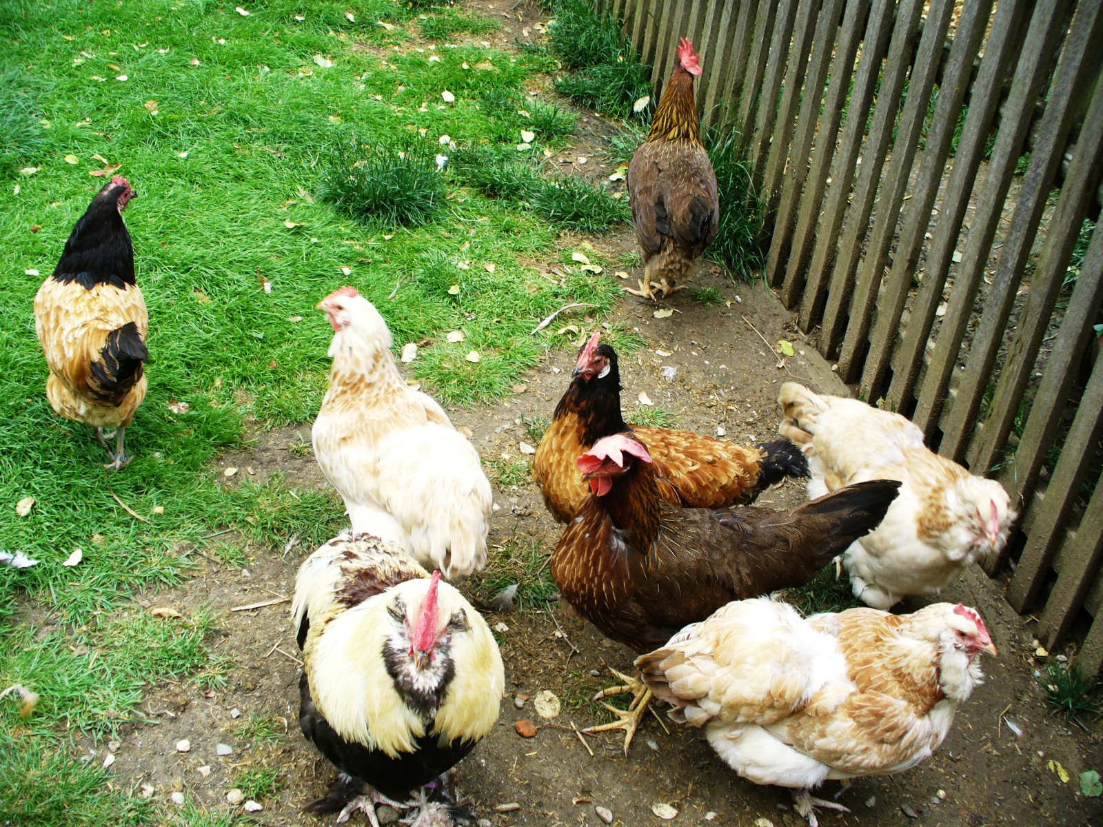 Der schöne Schulhaus-Garten von Ostrach-Habsthal bei Regenwetter , the