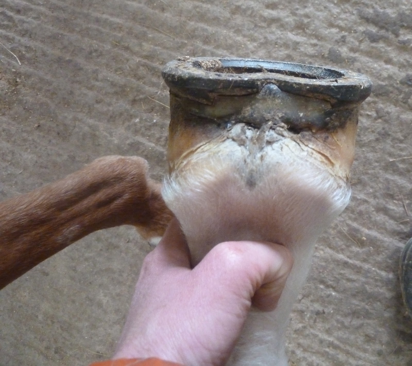 Muscled Quarter Horse
