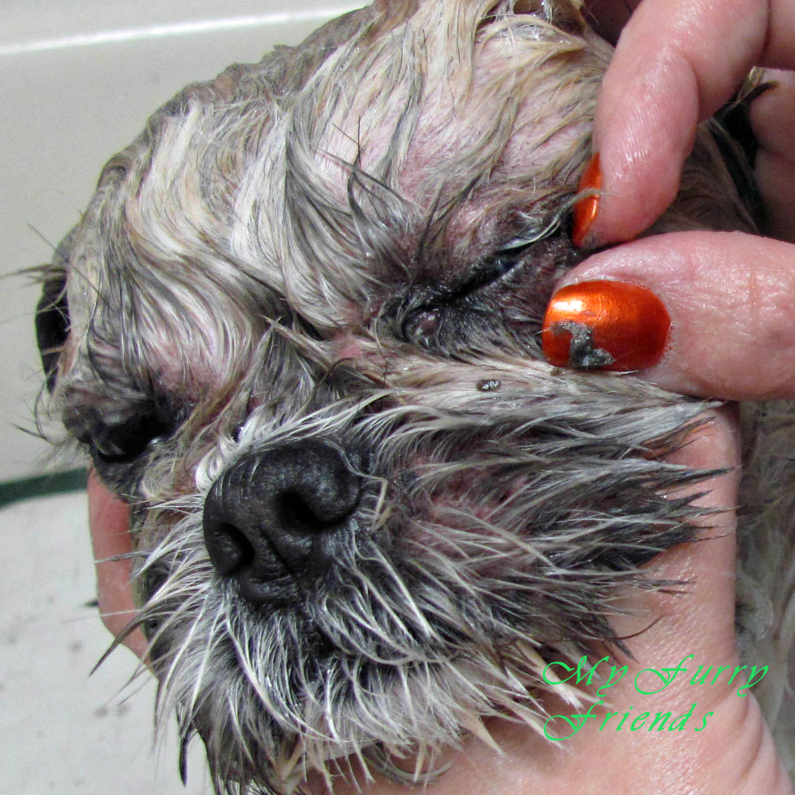 How To Get Eye Crust Off Dog How To Get Eye Crust Off Dog