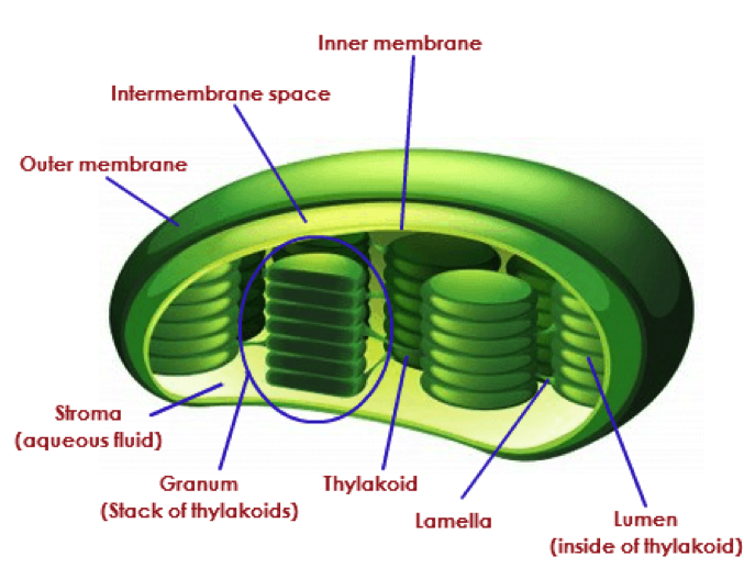 Biolis HL Blog