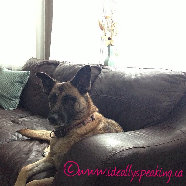 Relaxing with my dog in my study. Dog, Family Pet, Study, Home Office, Relaxing, Mommy Moment, Toddler, Parenting,