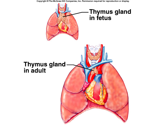 Image result for thymus gland