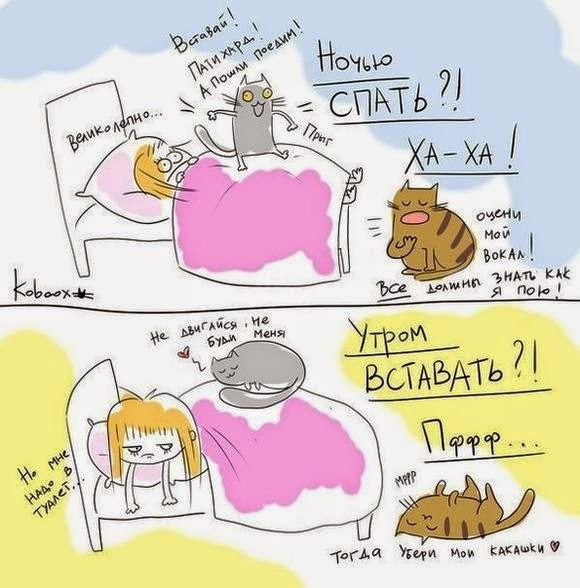 Кот комикс: Ночь и утро - знакомо всем владельцам котов