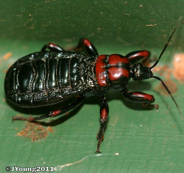 South African Photographs Millipede Assassin Bug (Ectrichodia crux
