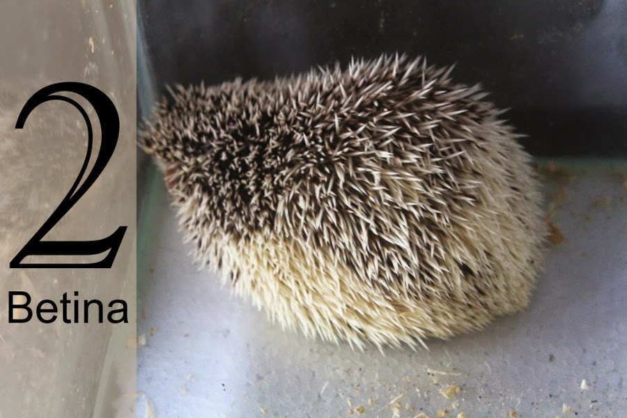 Landak mini atau Hedgehog. Landak mini paling lucu sedunia