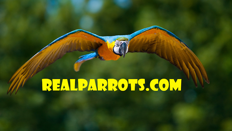 Real Parrot