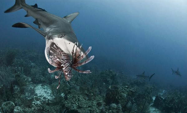 What Sharks Eat