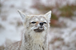 Patagonian fox