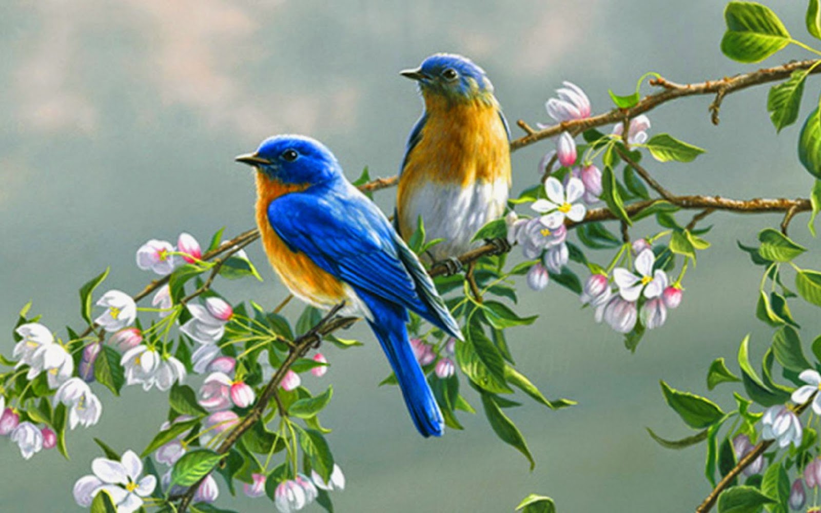 600+ Wallpaper Bagus Burung HD Terbaru 600+ Wallpaper Bagus Burung HD Terbaru