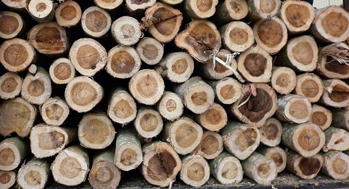 Cách phân biệt gỗ tràm và ứng dụng của gỗ tràm