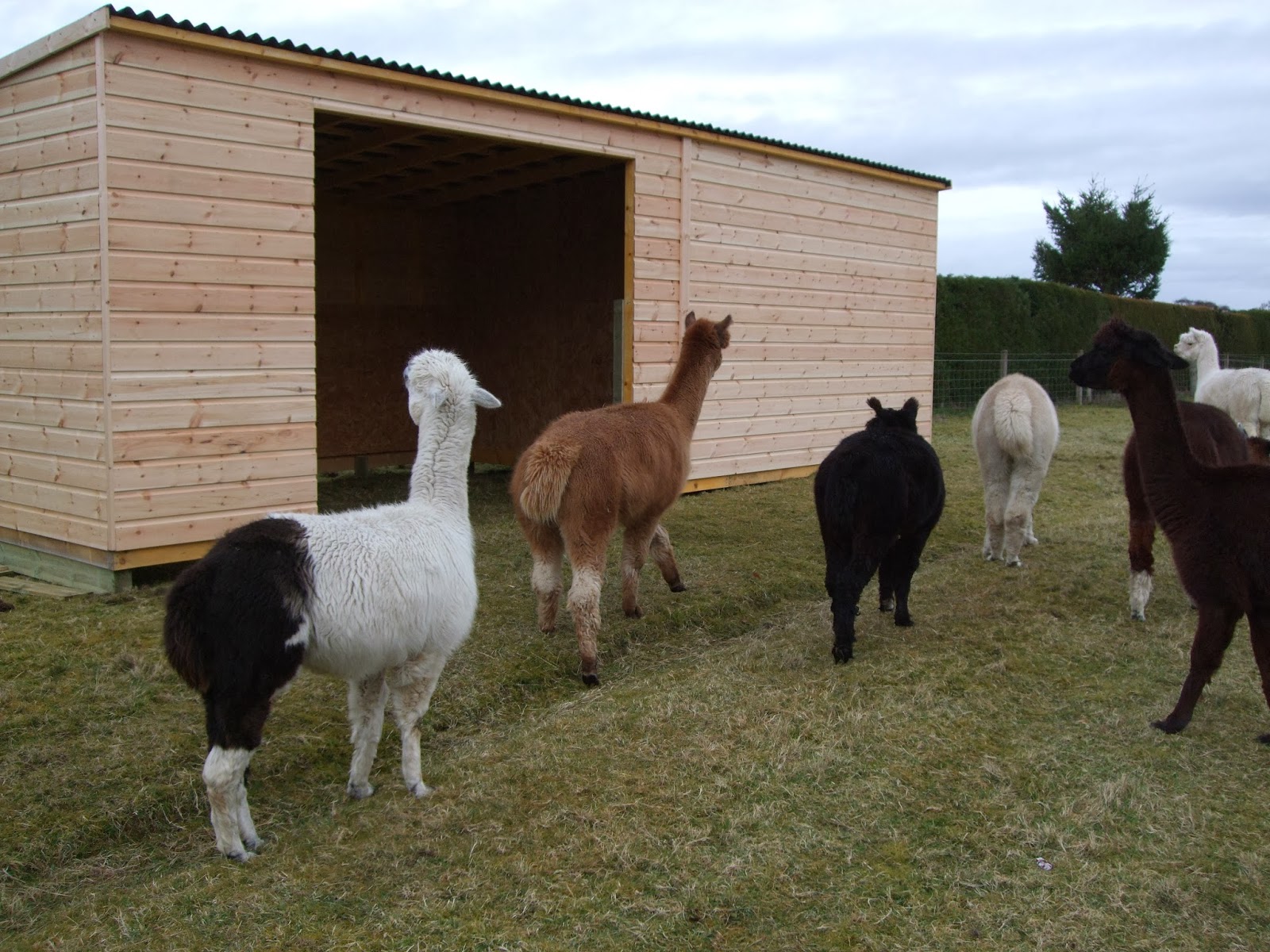 Tigh Mhor Alpacas New field shelter