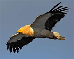 Not all vultures are ugly: Egyptian  Vulture (Eurasia)