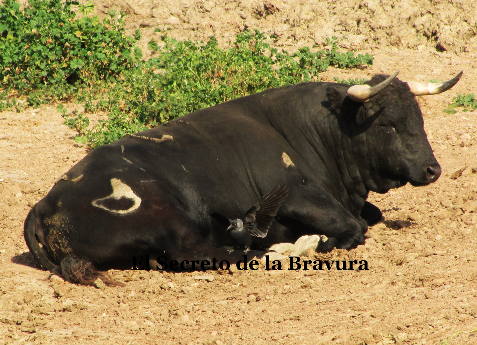 El Secreto de la Bravura: Viviendo del toro (II)