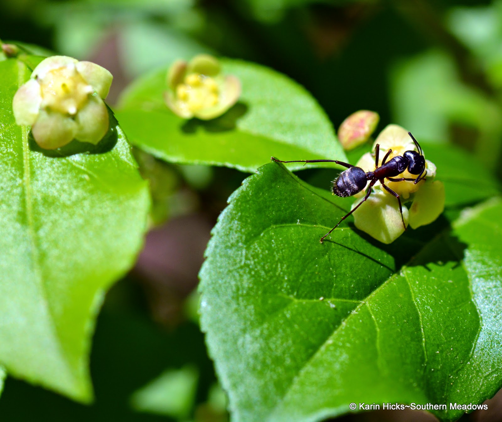 Ants. Unlikely Pollinators
