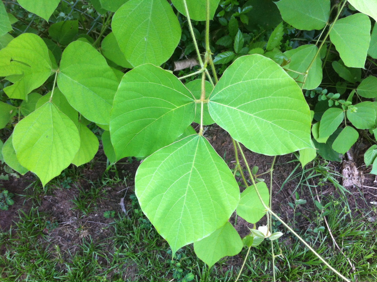 Love my Mobile Bay KUDZU IS EATING MY FENCEHELP