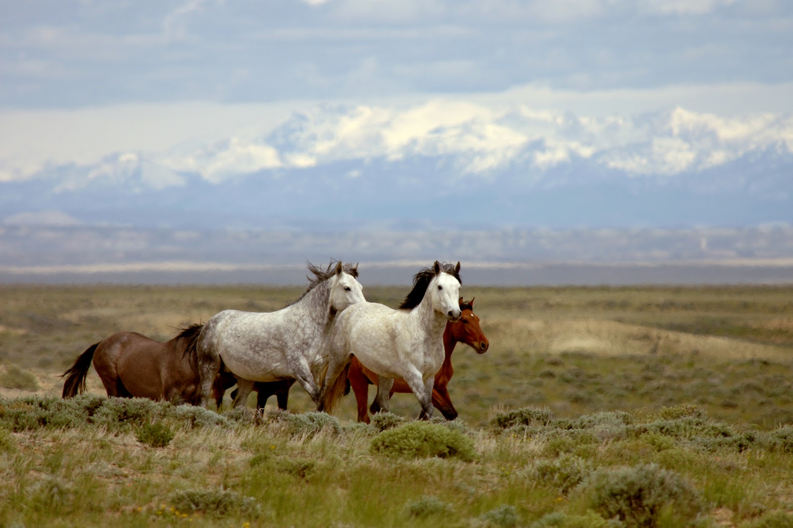 The Booby Hatcher Shows and Events