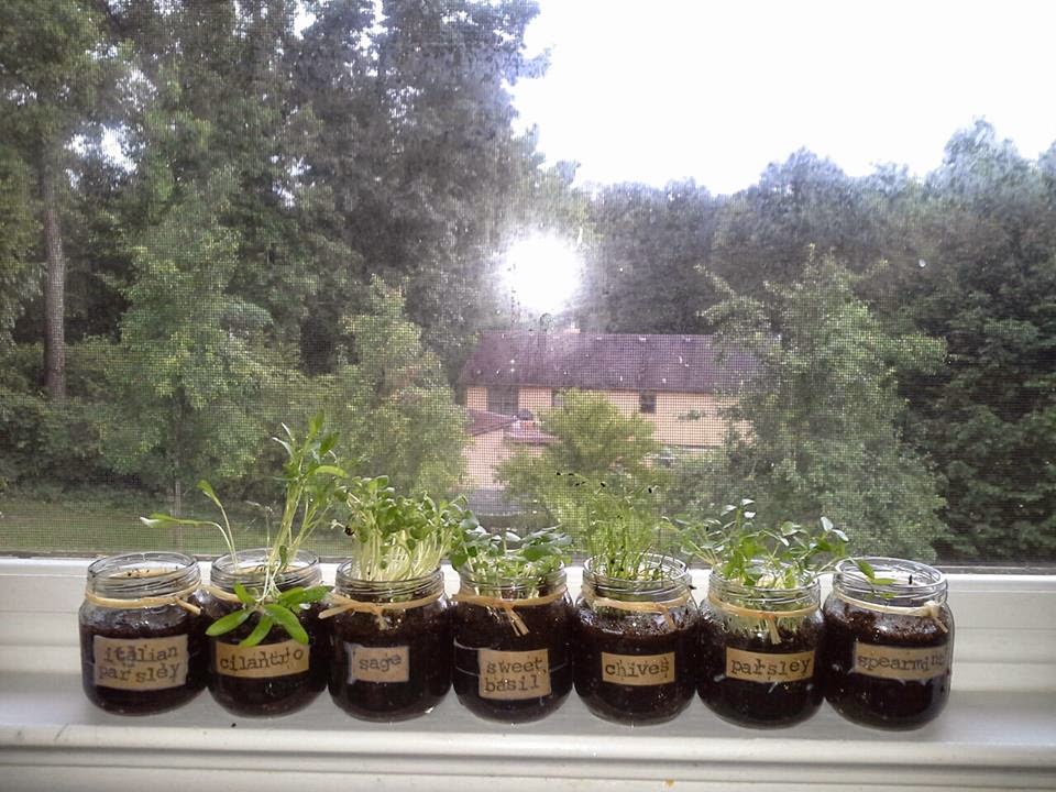 Living a special kind of life: Windowsill Herb Garden
