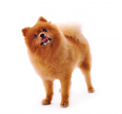 Quizzical Puppy