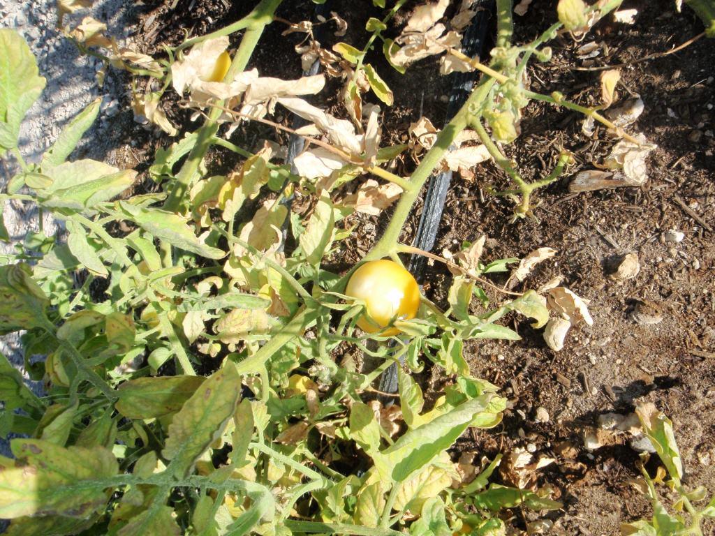 Xtremehorticulture of the Desert Cutting Tomato Plants Back Now
