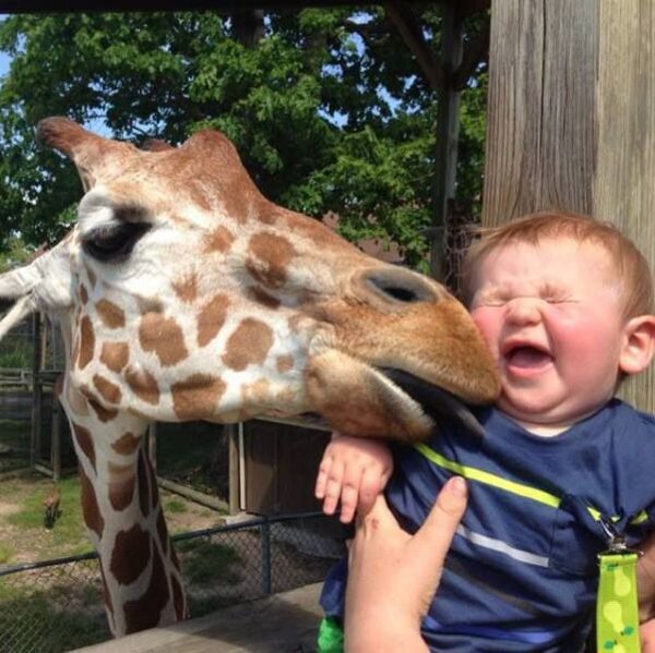 dieren