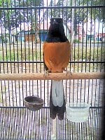 murai batu kalimantan murai batu kalimantan