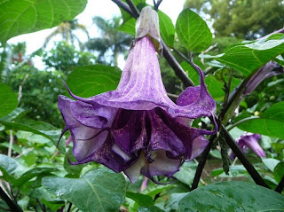 Bunga kecubung (Datura metel) Bunga kecubung (Datura metel)