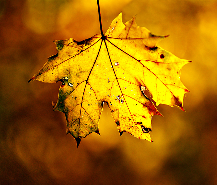 How to Photograph Leaves A Detailed Guide Technology Share