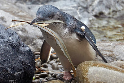 Little Blue Penguin | Amazing Facts & Latest Pictures | All Wildlife