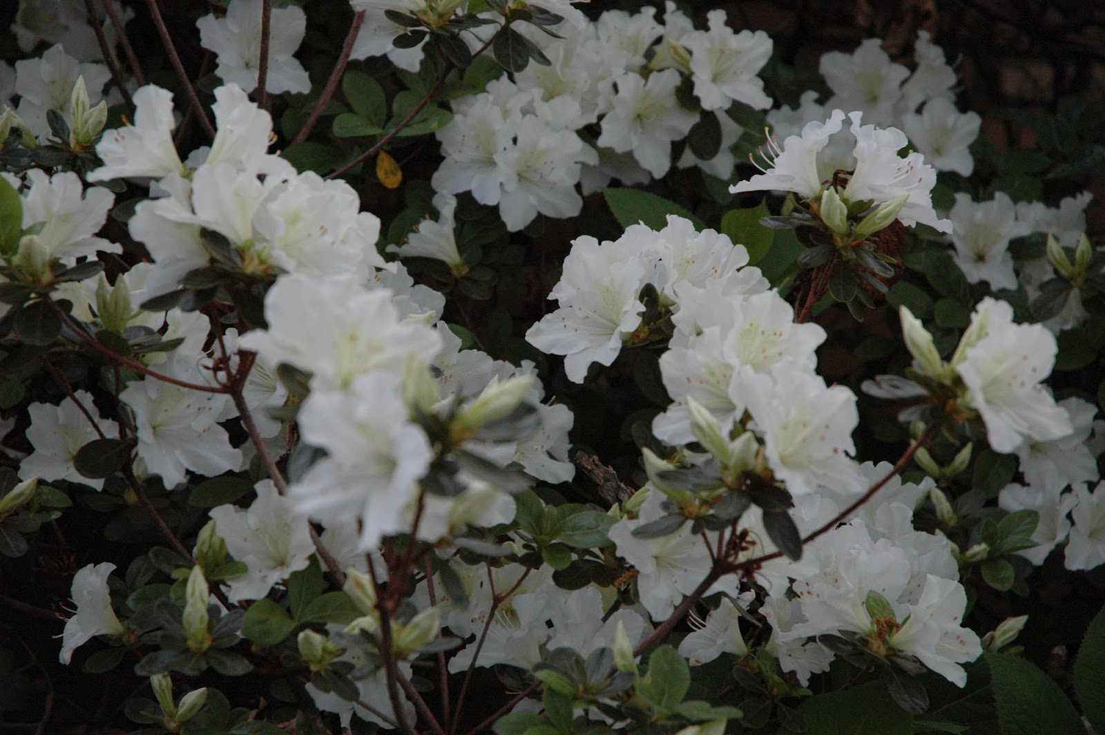 Tulsa Landscapers When to trim Azaleas...