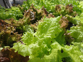 Hydroponic Lettuce from AlphaHydroponics.com