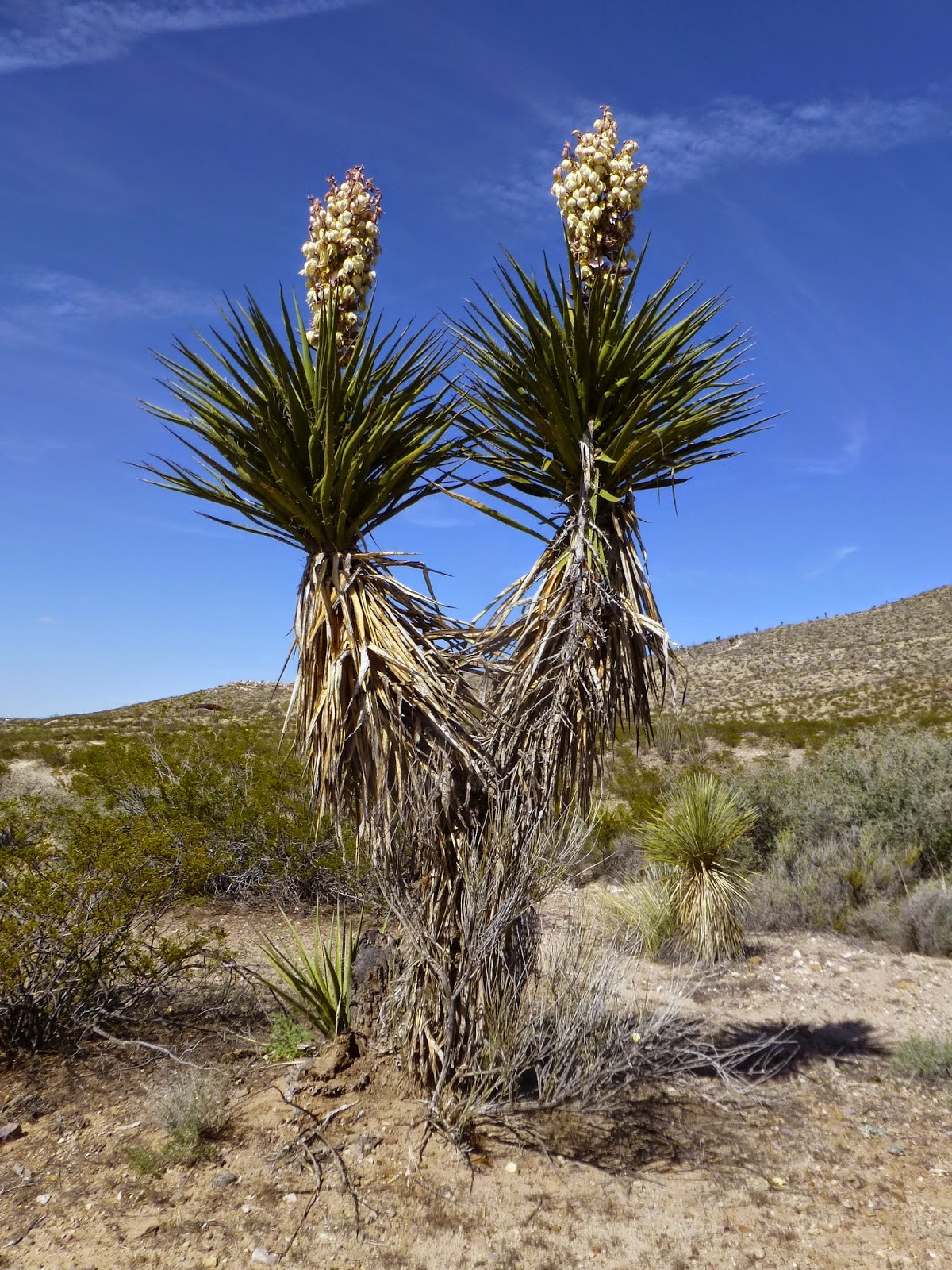 Naturally... May 2015