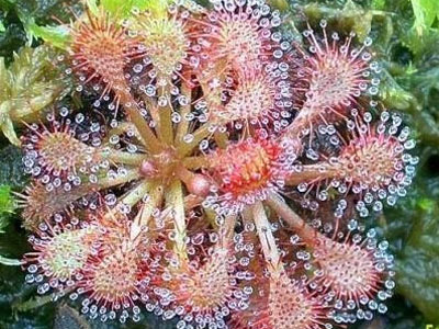 wonderfull: Tuhaf Bitkiler