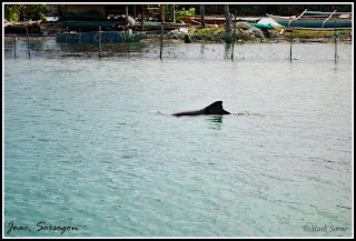 Juag Fish Sanctuary Sorsogon Juag Fish Sanctuary Sorsogon