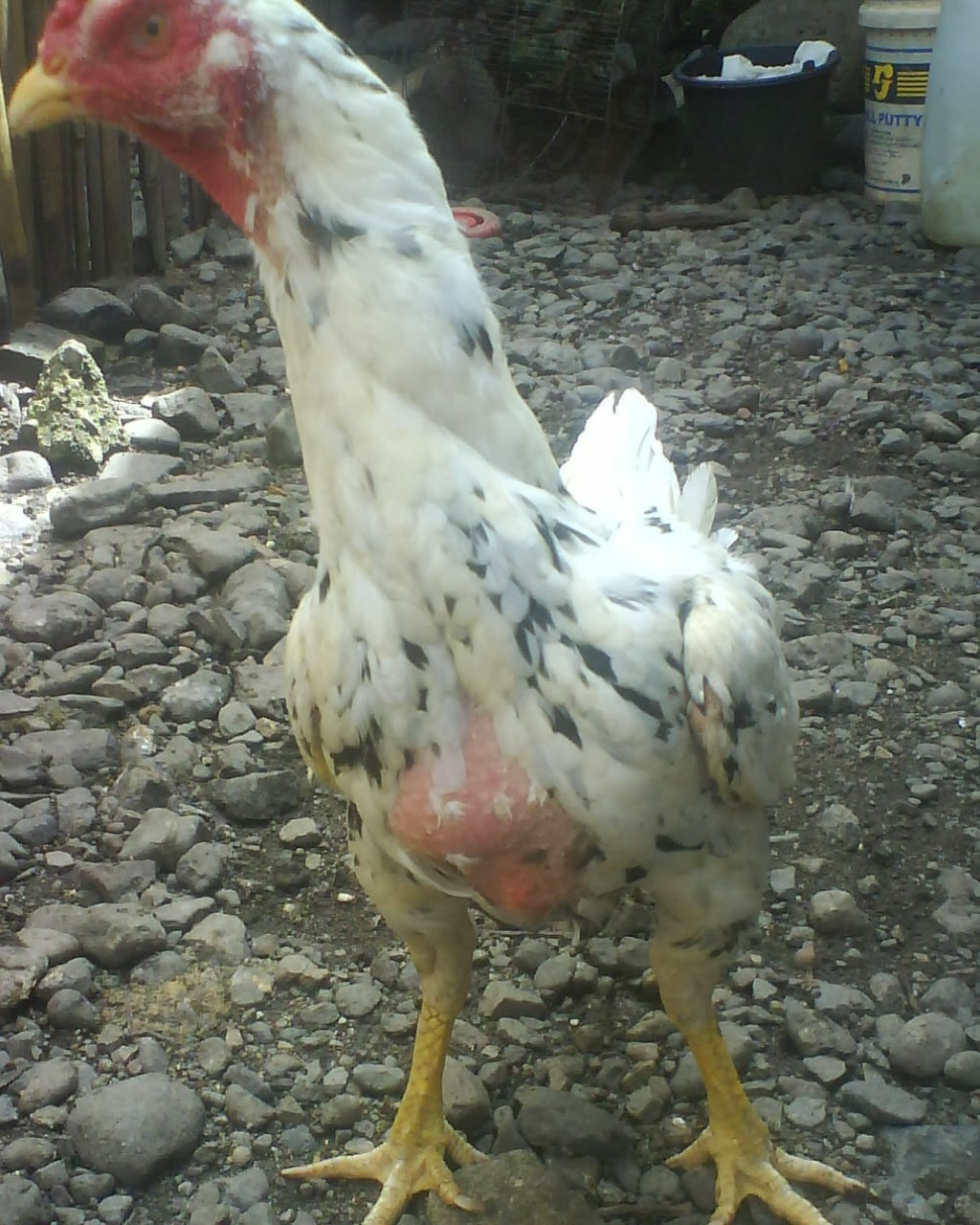 AYAM BANGKOK TARUNG PERJUANGAN FARM BABON BIRMA TELUR BIRU