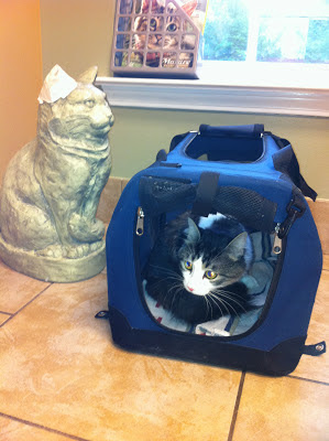 Anakin The Two Legged Cat at the vet with a UTI