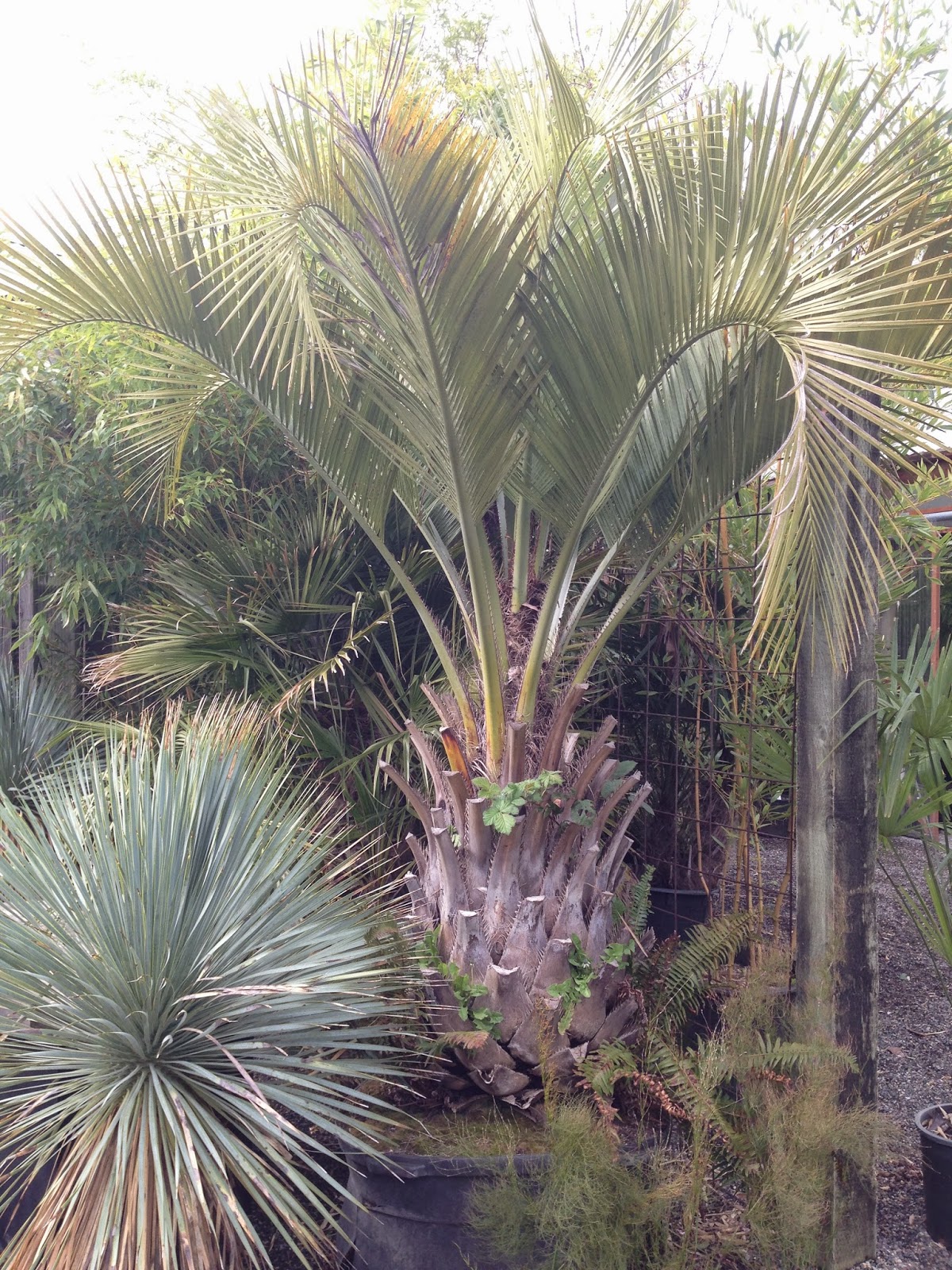 The Lents Farmer A Weed Ecosystem Palm Style