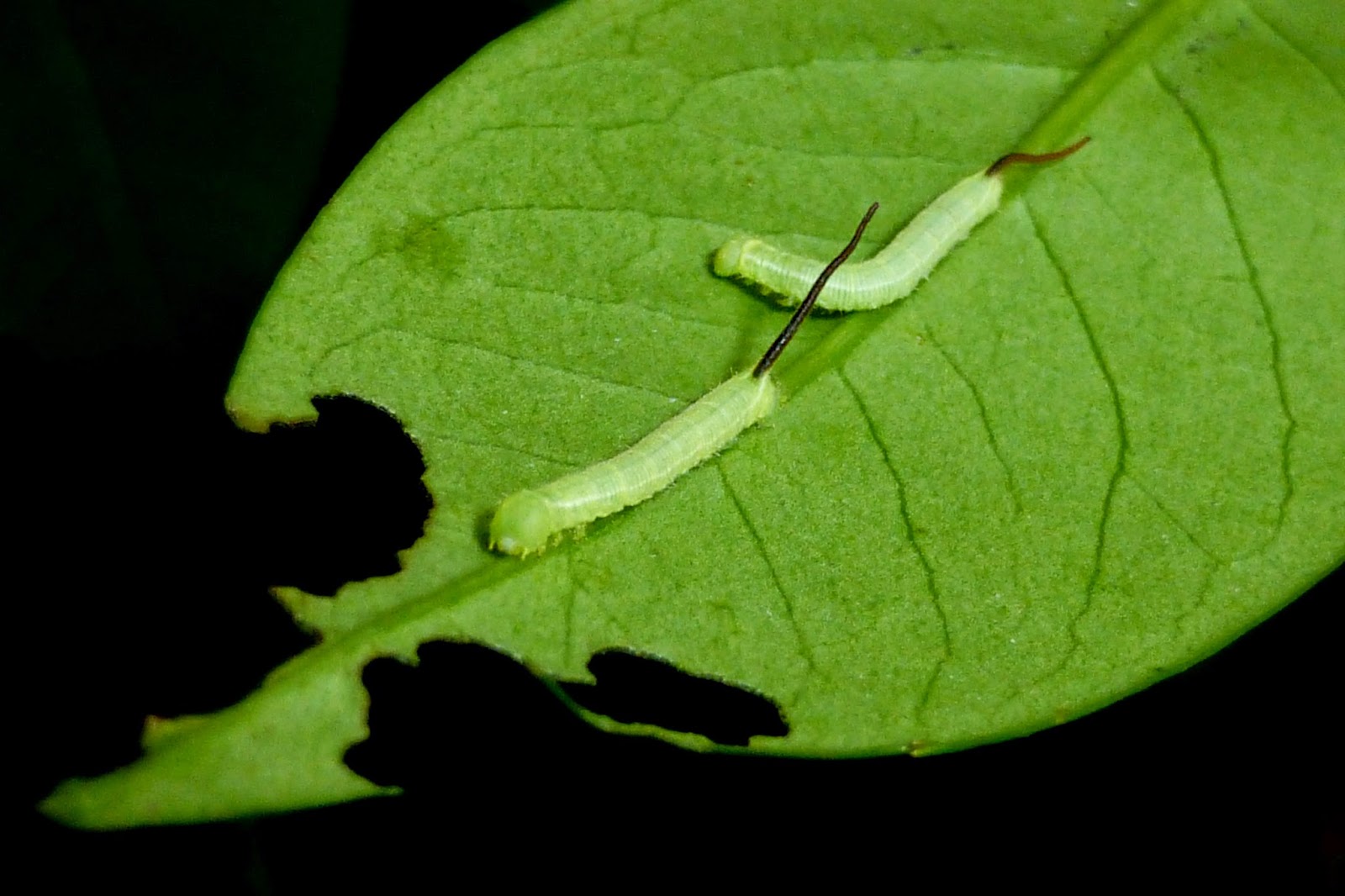 Langia zenzeroides nawai caterpillar Langia zenzeroides nawai caterpillar