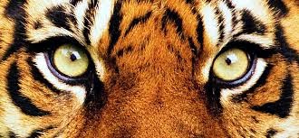 How Do Tigers Hunt Their Prey