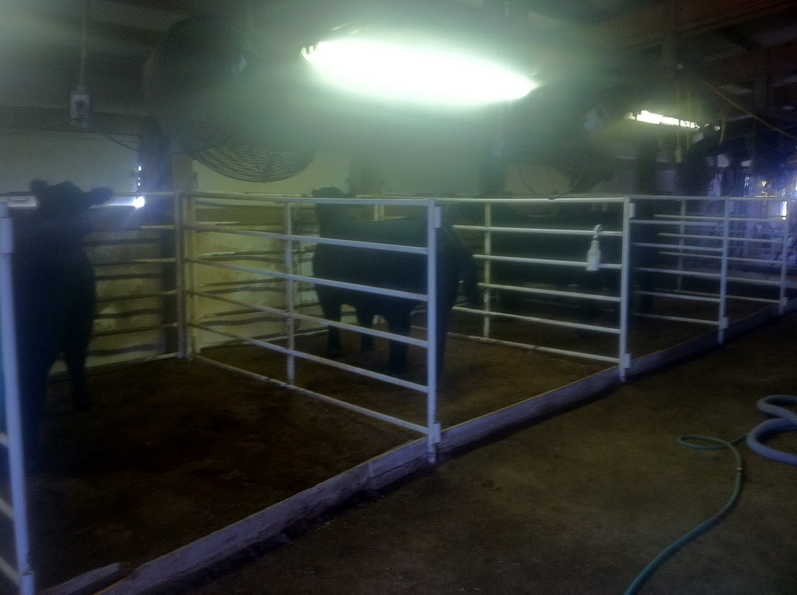 Jack Stoltz Show Barn Matt Lautner Cattle