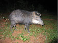 Fauna Bacia Taquari-Antas- Fonte: Aepan-ONG - Série: Mamíferos